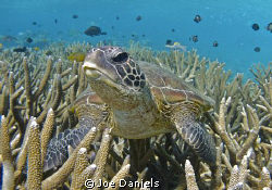 Green Turtle by Joe Daniels 